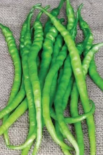 Acı Kıl Biber Tohumu 10 Gr - Resim 6