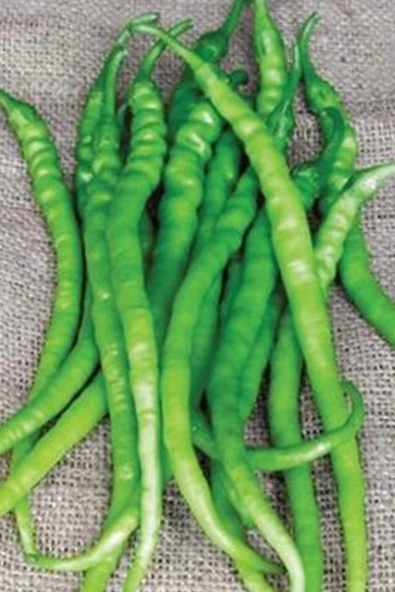 Acı Kıl Biber Tohumu 10 Gr ürün görseli 1