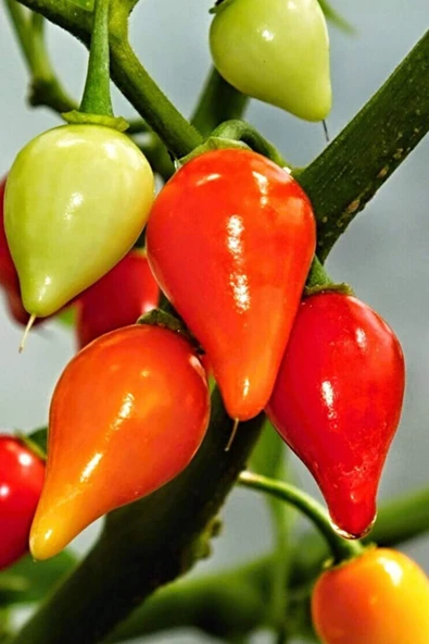 Misket Biberiye Biber Tohumu 5 gr ürün görseli 1