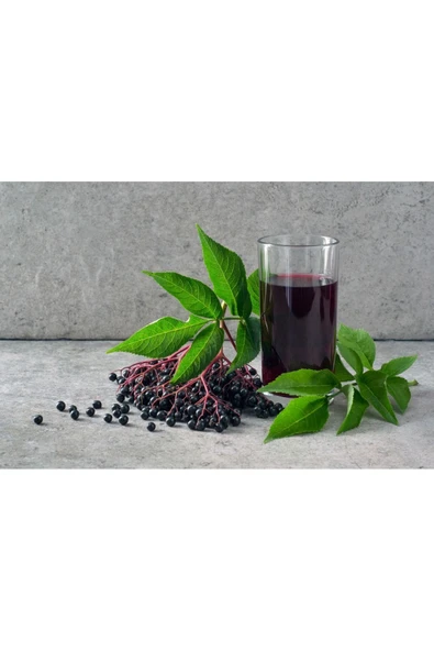 HARMONYPLUS Karadut Özü 700 gr (Soğuk Sıkım) - Resim 3