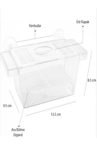 Atlantik Ikili Kristal Balık Yavruluk 14,5 cm x 10 cm ürün görseli 1