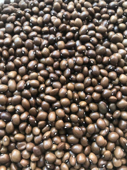 YERLİ BONCUK AYŞE SIRIK FASULYE TOHUMU 100 GR ürün görseli 1