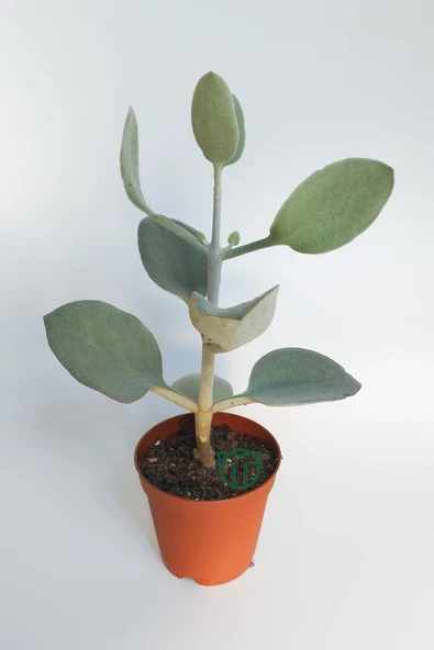 Kalanchoe Bracteata (Hildebrandtii) gümüş kaşık sukulent ürün görseli 1