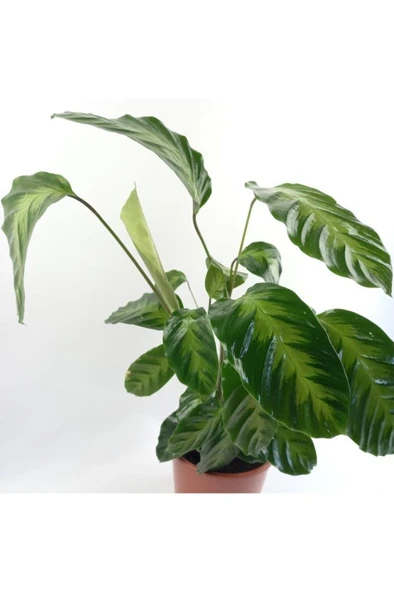 Calathea Warscewiczii Dua Çiçeği Fidanı 10-30 cm ürün görseli 1