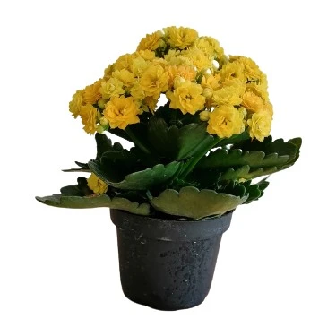 Emel Hanım Kalanşo Kalachoe Çiçeği Sarı Renk 10-20 cm ürün görseli 1