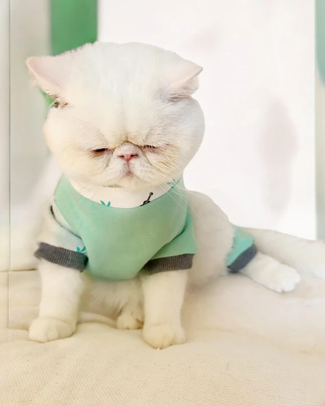Minty Palm Kalın Penye Kedi Tulum Pijama - Resim 5