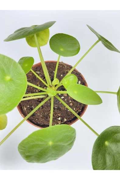 Çin Para Çiçeği Ev Salon Çiçeği Pilea Çiçeği Peperomioides - Resim 2