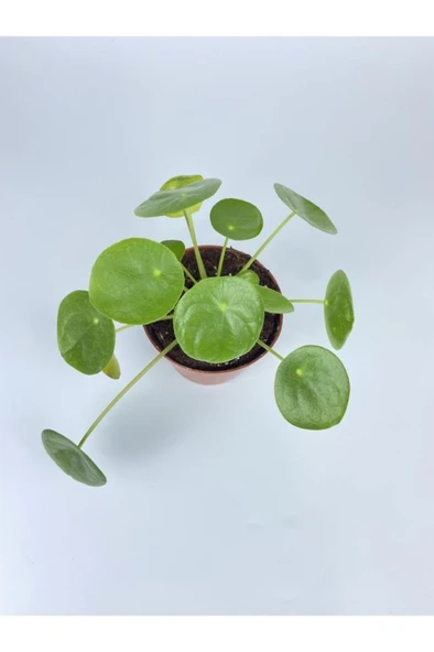 Çin Para Çiçeği Ev Salon Çiçeği Pilea Çiçeği Peperomioides ürün görseli 1