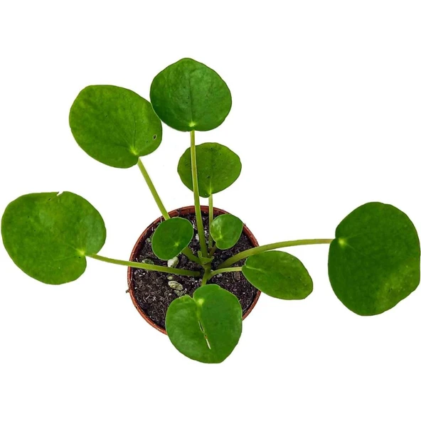 Çin Para Çiçeği Çin Para Bitkisi 10-20 cm Pilea Peperomioides ürün görseli 1