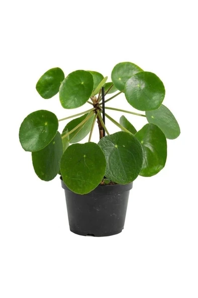 Çin Para Ağacı Pilea Peperomioides 10-20 cm ürün görseli 1