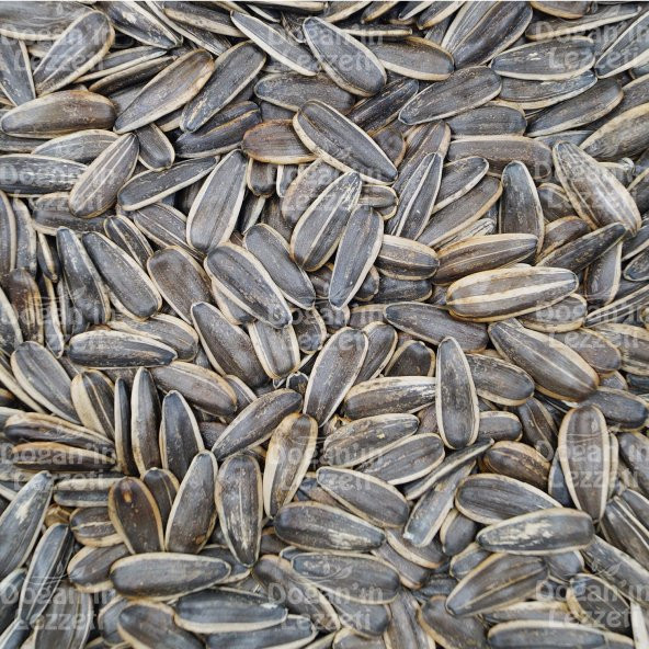 Ay Çekirdeği İthal Tuzsuz 250 G - Resim 6