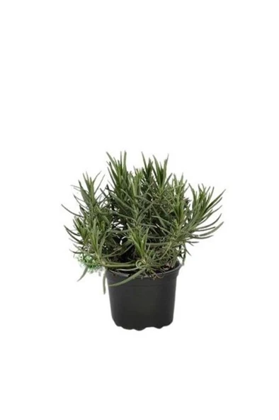 Angustifolia Lavanta Fidanı 1 Adet 10-20 cm ürün görseli 1