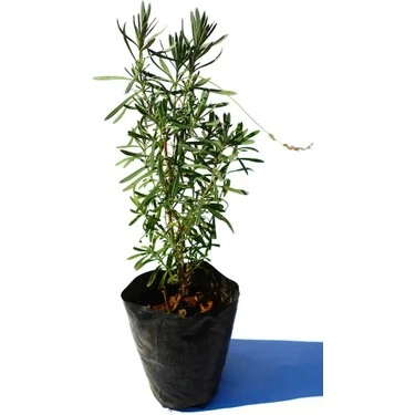Lavanta Çiçeği Fidanı 5 Adet Saksıda 10-20 cm ürün görseli 1