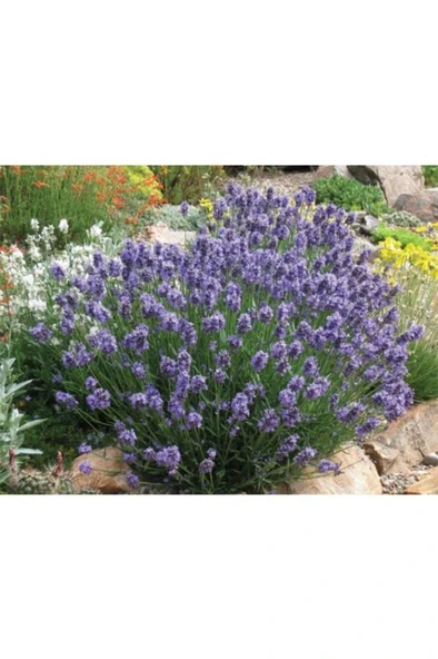 Lavanta Fidanı 2 Adet 30-40 Cm - Resim 3