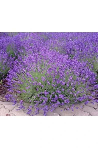 Lavanta Fidanı 2 Adet 30-40 Cm - Resim 4