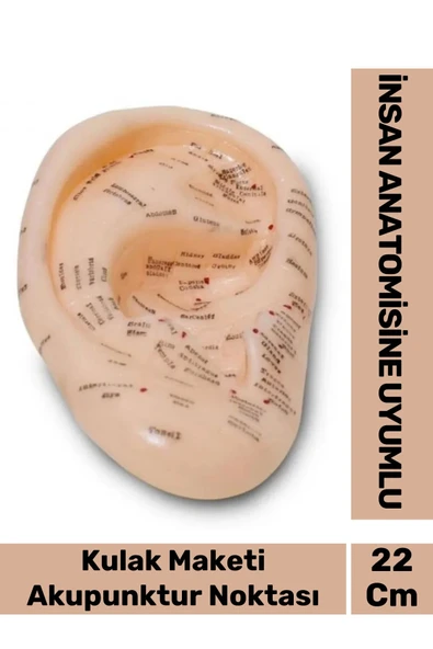 Özel Üretim Kırılmaz Sert Plastik İnsan Anatomisine Uyumlu Muayene 22cm Akupunktur Kulak Maketi ürün görseli 1