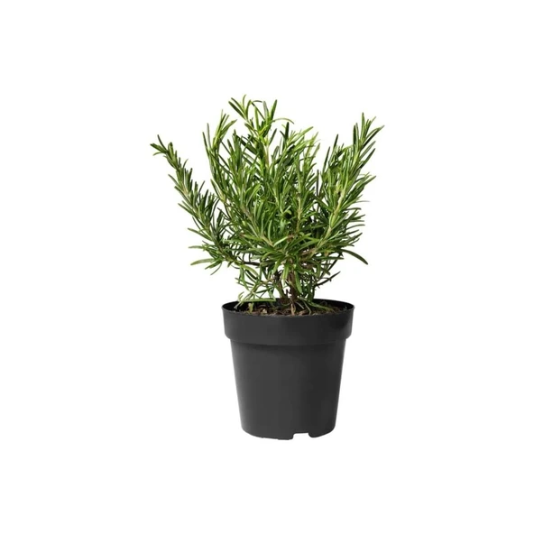 Jungle Green Kuşdili Biberiye Fidanı 5 Adet 10-30 cm ürün görseli 1