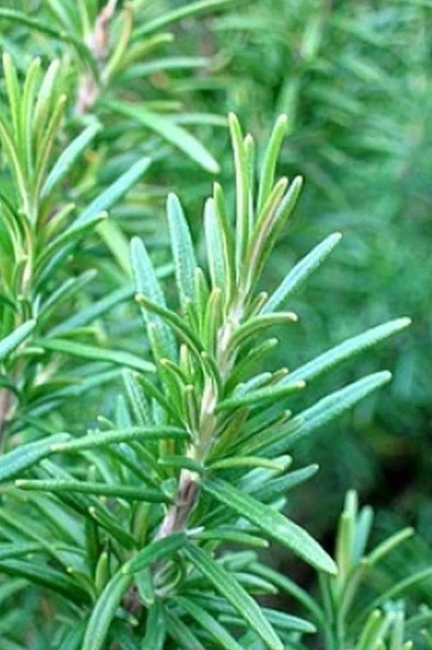 Biberiye Fidanı Saksılı Rosmarinus Officinalis 10-20 cm ürün görseli 1