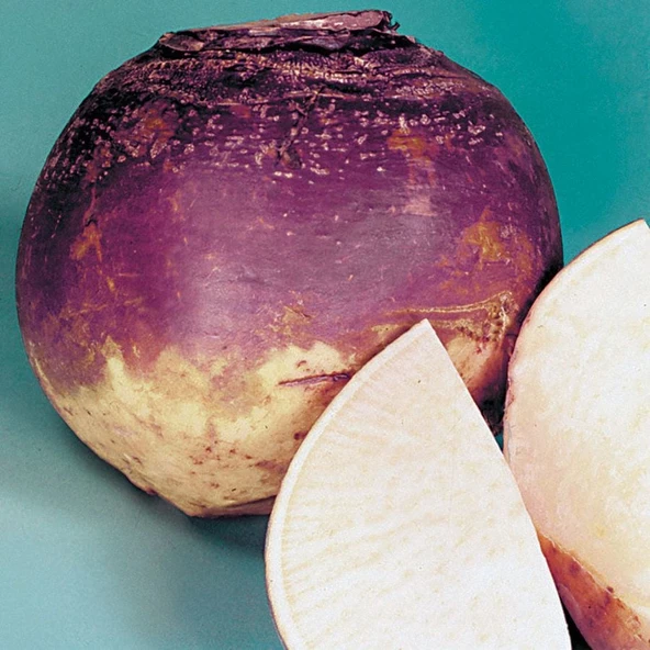Doğal  Purple Top Amrikano Şalgam Tohumu( 30 tohum) ürün görseli 1