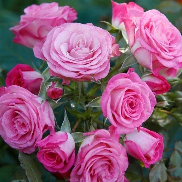Tüplü Katmerli Kokulu Kordes Rosen Xenia Yediveren Soğuklara Dayanıklı Gül Fidanı ürün görseli 1