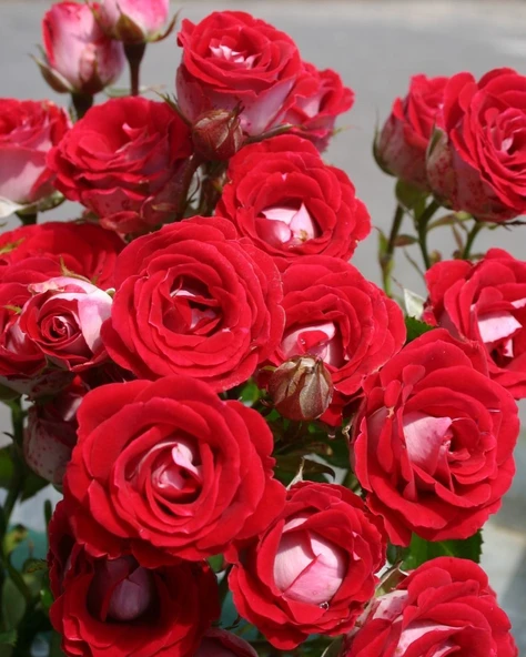 Tüplü Nadir  Kokulu Rose Schöne Koblenzerin Yediveren Gül Fidanı ürün görseli 1