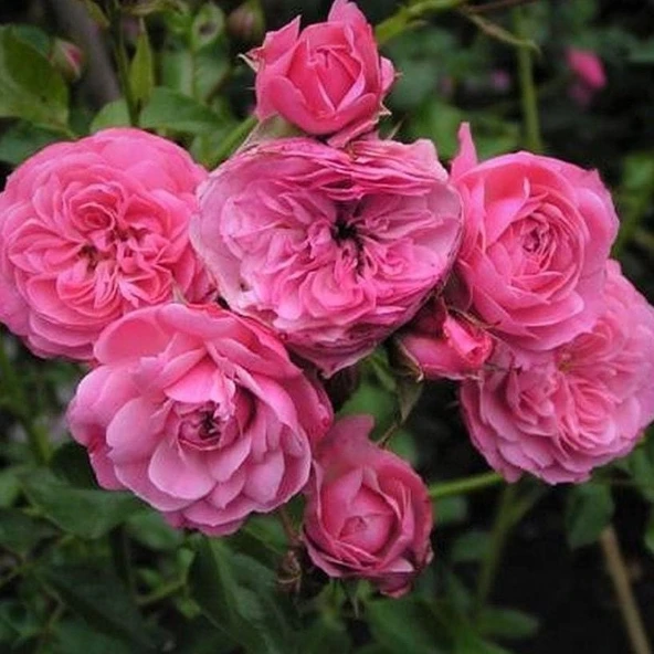 Tüplü Katmerli Kordes Rosen Tina Yediveren Soğuklara Dayanıklı Gül Fidanı ürün görseli 1