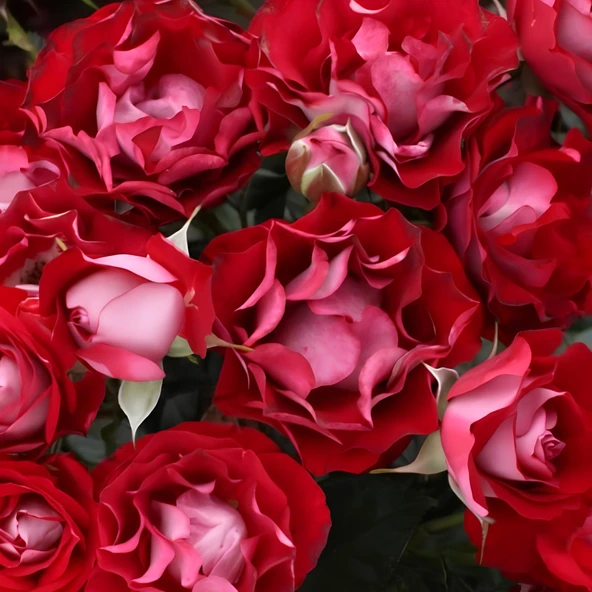 Tüplü Çok Goncalı Özel Rose Der Einheit  Yediveren  Gül Fidanı ürün görseli 1