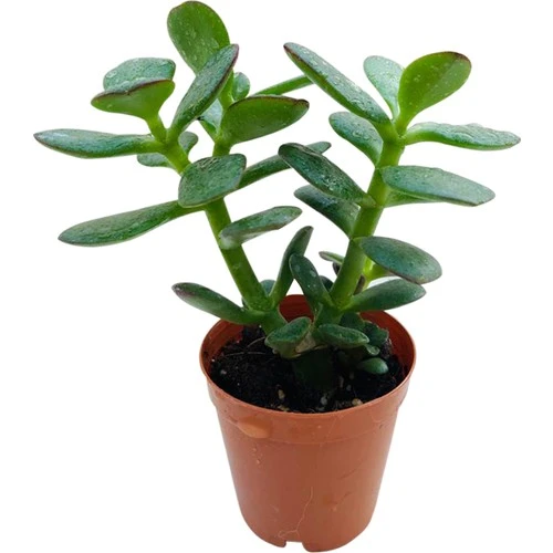 Para Ağacı Çiçeği Kaktüs Sukulent 10-20 cm ürün görseli 1