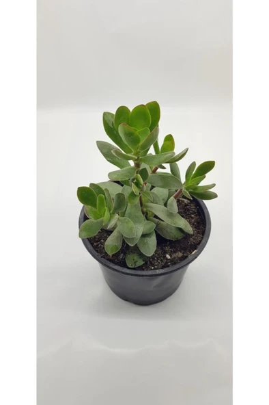 Crassula Ovata Para Çiçeği 10-20 Cm - Resim 2