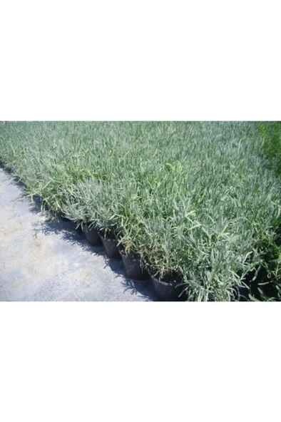 Lavanta Çiçeği Fidanı 2 Adet 10-20 cm ürün görseli 1