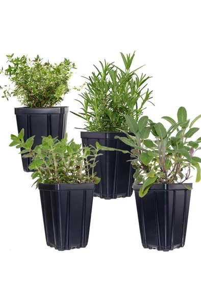 Koyu Yeşil Saksılı Kekik Biberiye Ikili Set 10-20 Cm ürün görseli 1