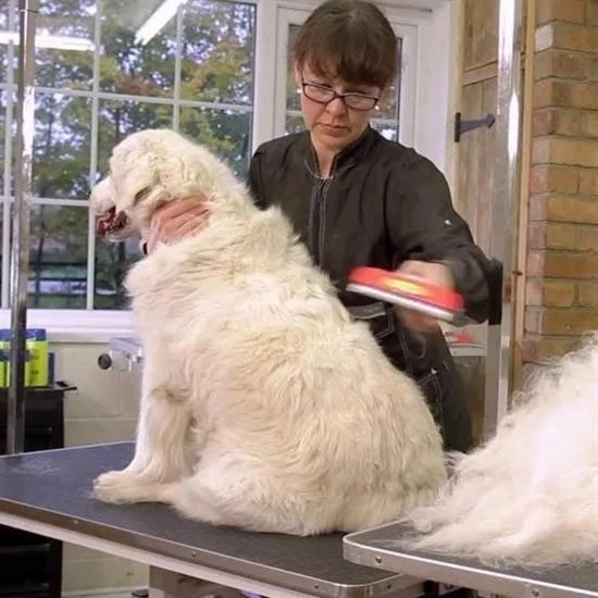23 KG Üzeri Uzun Tüylü Köpekler İçin Tüy Toplayıcı Ergonomik Tarak ürün görseli 1