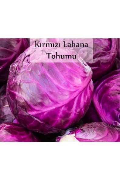Kırmızı Lahana Tohumu 1 Paket Kırmızı Lahana Mor Lahana Tohumu Ekmeye Uygun Verimli Paket Tohum ürün görseli 1