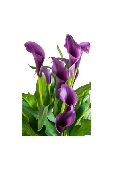 Gala Gelin Çiçeği (Calla Lily) 10-20 cm Mor ürün görseli 1