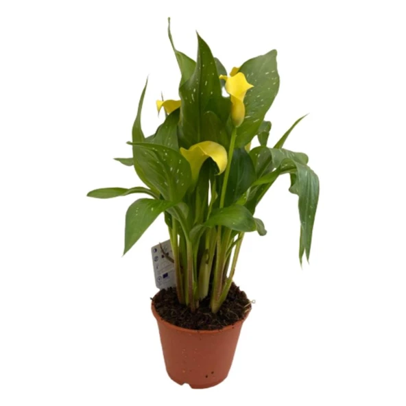 Gelin Çiçeği Gala Çiçeği Sarı 15-25 cm ürün görseli 1