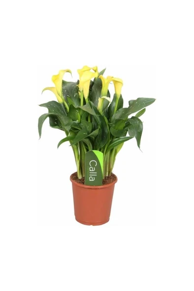 Sarı Gala Gelin Çiçeği (Calla Lily) 10-20  cm ürün görseli 1