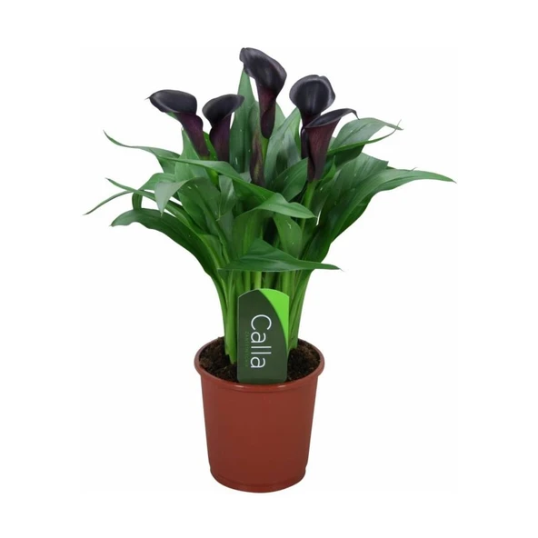 Gala Gelin Çiçeği (Calla Lily) Bordo 10-20 cm ürün görseli 1