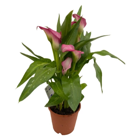 Gala Gelin Çiçeği Pembe 15-25 cm ürün görseli 1