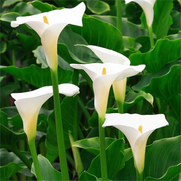 Gala Çiçeği Fidesi Calla Lily White 10-20 cm ürün görseli 1