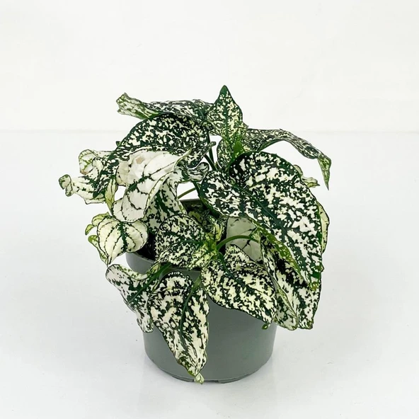 Fittonia Hostes Çiçeği Çilli Yeşil Beyaz 10-20 cm ürün görseli 1