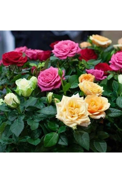 Karışık Renk Yediveren Kokulu Gül Fidanı Paketi 5 Adet 10-20 cm ürün görseli 1