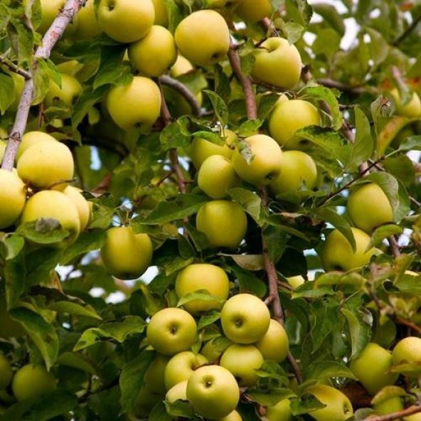 TÜPLÜ AŞILI GOLDEN ELMA FİDANI ürün görseli 1