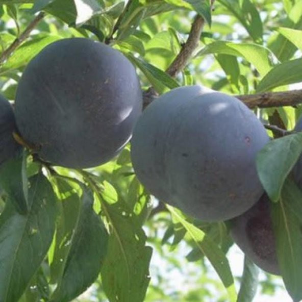 TÜPLÜ AŞILI BLACK DİAMOND JAPON ERİK FİDANI 120-150 cm ürün görseli 1