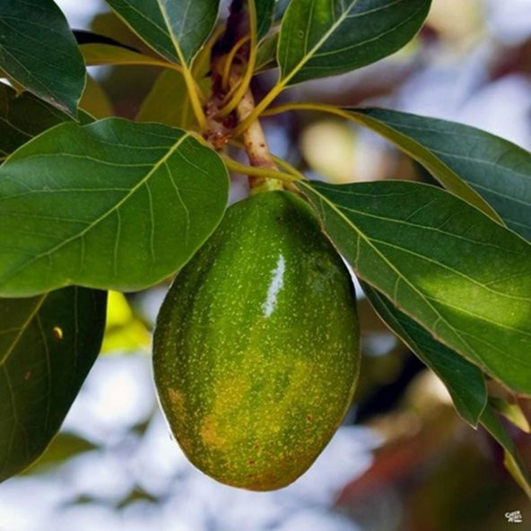 AŞILI TÜPLÜ 2 YAŞ ZUTANO AVOKADO BOY 60-90 CM ürün görseli 1