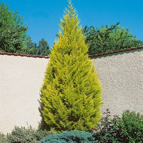 TÜPLÜ LİMONİ SERVİ FİDANI 4 ADET BOY 50-60CM ürün görseli 1