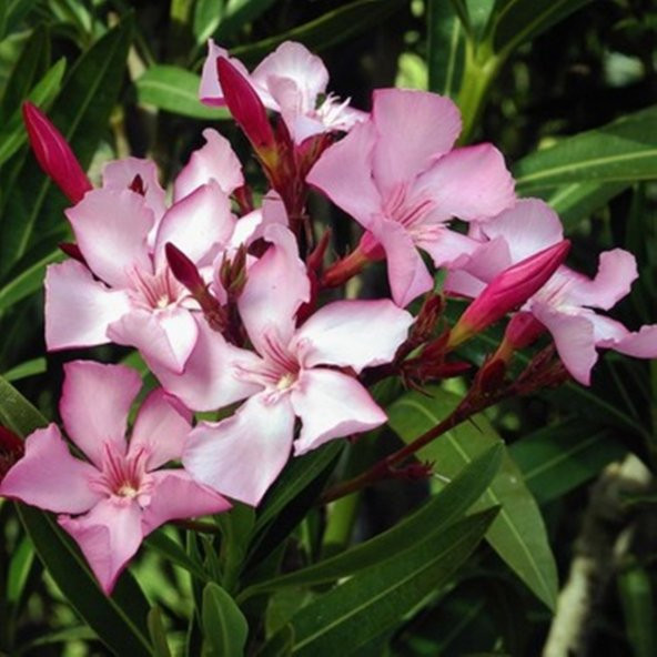 TÜPLÜ ZAKKUM FİDANI PEMBE ÇİÇEKLİ NERİUM OLEANDER ürün görseli 1