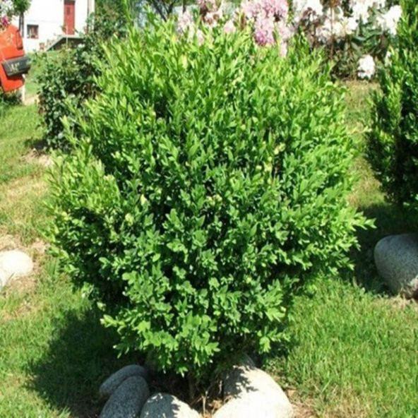 SAKSILI ŞİMŞİR FİDANI YAŞ 2 - BOY 50-70 CM BOY ürün görseli 1
