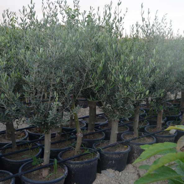 SAKSIDA YARI BODUR 7-10 KUTUR GEMLİK ZEYTİN FİDANI 4-5 YAŞ 50-70 CM BOY ürün görseli 1