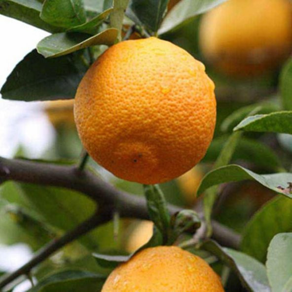 TÜPLÜ 2 YAŞ VOLKAMARİANA LİMON ANACI 100-120 CM(aşılanabilir veya reçellik limon meyvesi alınabilir ) ürün görseli 1