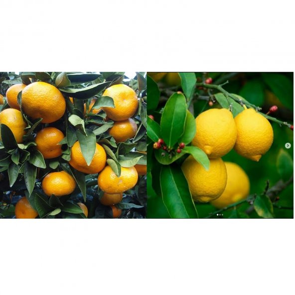 TÜPLÜ AŞILI KOKULU BODRUM MANDALİNASI + YEDİVEREN LİMON FİDANI (2Lİ PAKET) ürün görseli 1